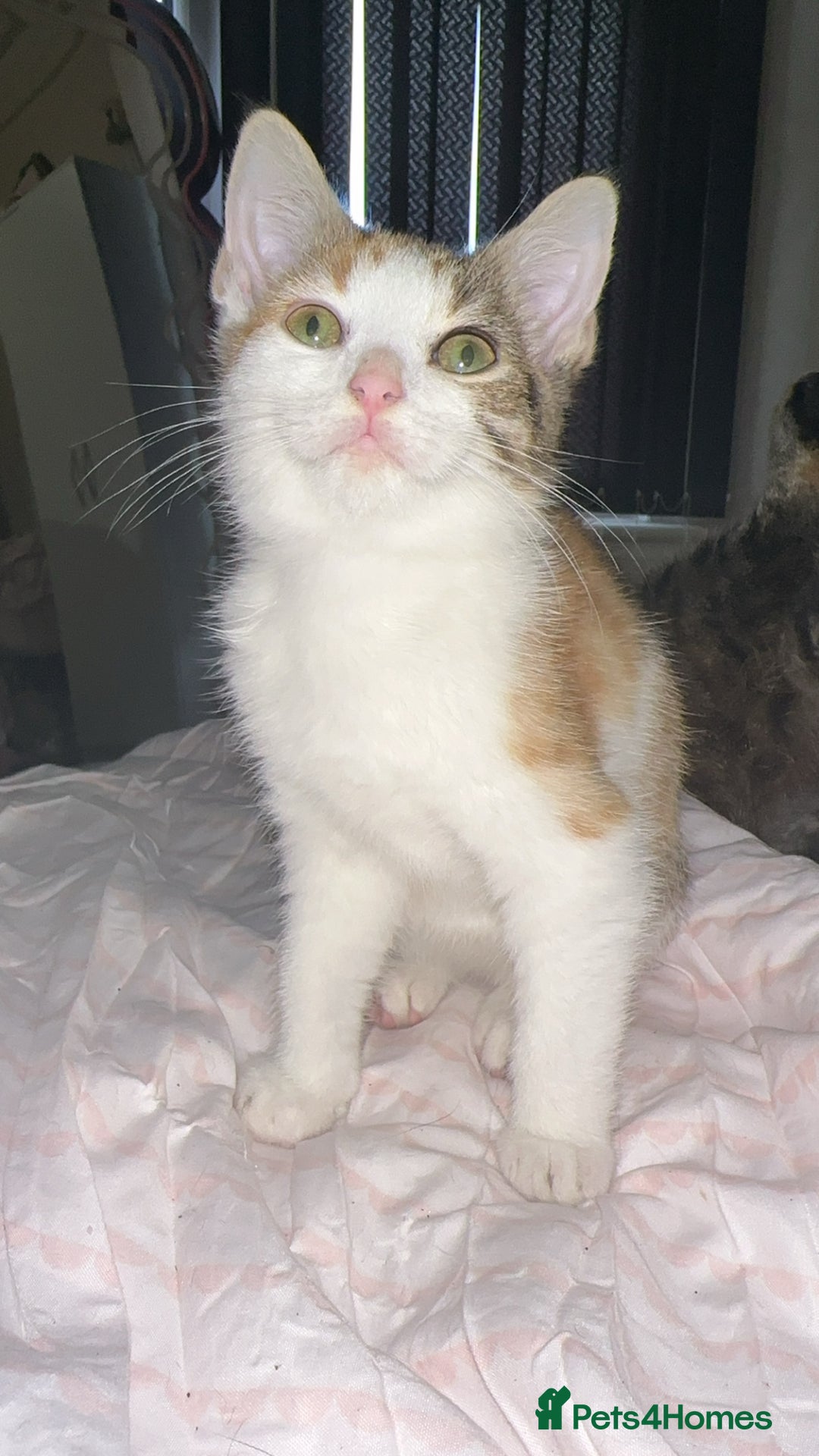 Mixed Breed cats for sale: 3 female kittens 🐱🩷 - Image 8