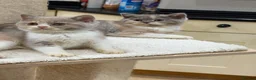 British Shorthair cats for sale: READY NOW or soon - Full Pedigree Registered BSH  - Advert 21