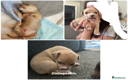 Mixed Breed dogs for sale: American bull staff puppies  - Image 26