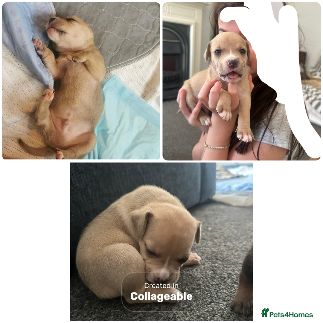 Mixed Breed dogs for sale: American bull staff puppies  - Image 26