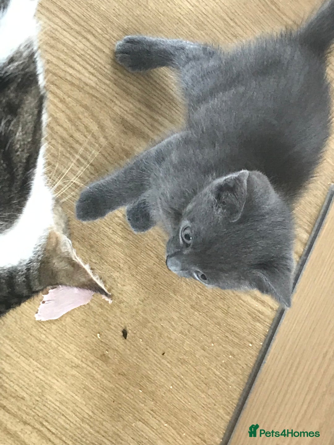 Mixed Breed cats for sale: Fur babies - Image 4