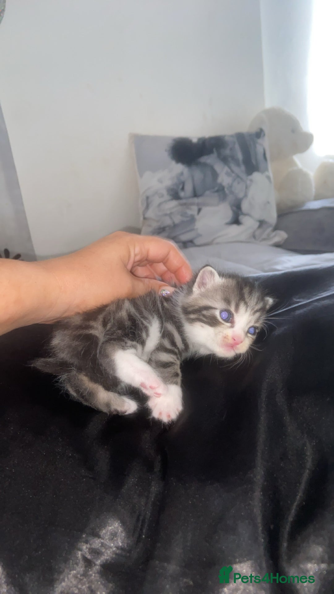 Mixed Breed cats for sale: 5 x Beautiful Bengal Mixed Kittens for Sale  - Image 11