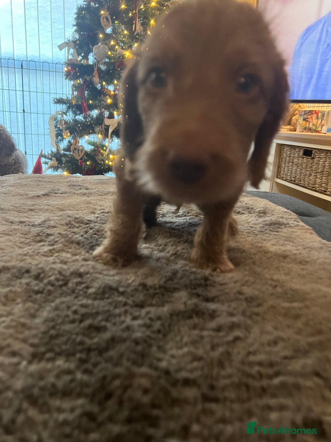 Cockapoo dogs for sale: Cockapoo puppies  - Advert 8