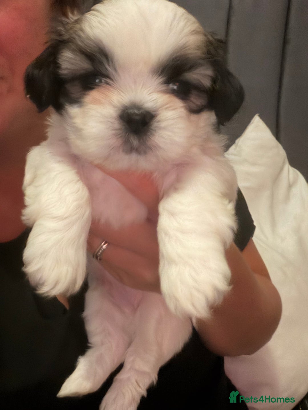 Shih Tzu dogs for sale: Shih tzu puppies  - Advert 11