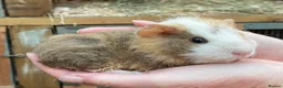 Guinea Pig rodents for sale: Sweet natured baby guinea pigs  - Advert 8