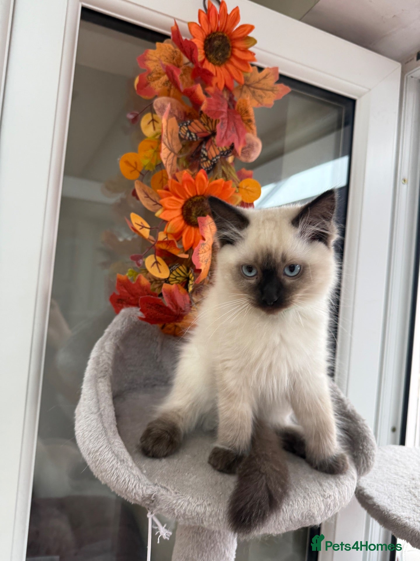 Ragdoll cats REDUCED 2 for £700 Male Ragdolls  - Advert 8