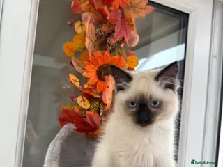 Ragdoll cats REDUCED 2 for £700 Male Ragdolls - Advert 8