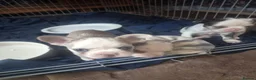 French Bulldog dogs for sale: Stunning Husky Koi French Bulldog Litter - Advert 16
