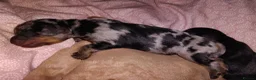 Mixed Breed dogs for sale: 5 beautiful dachshund cross brussels griffon pups  - Advert 9