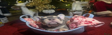 French Bulldog Puppy 1