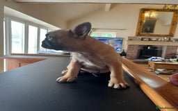 French Bulldog dogs for sale: KC French Bulldog 9 week puppy, fluffy, tan - Image 2