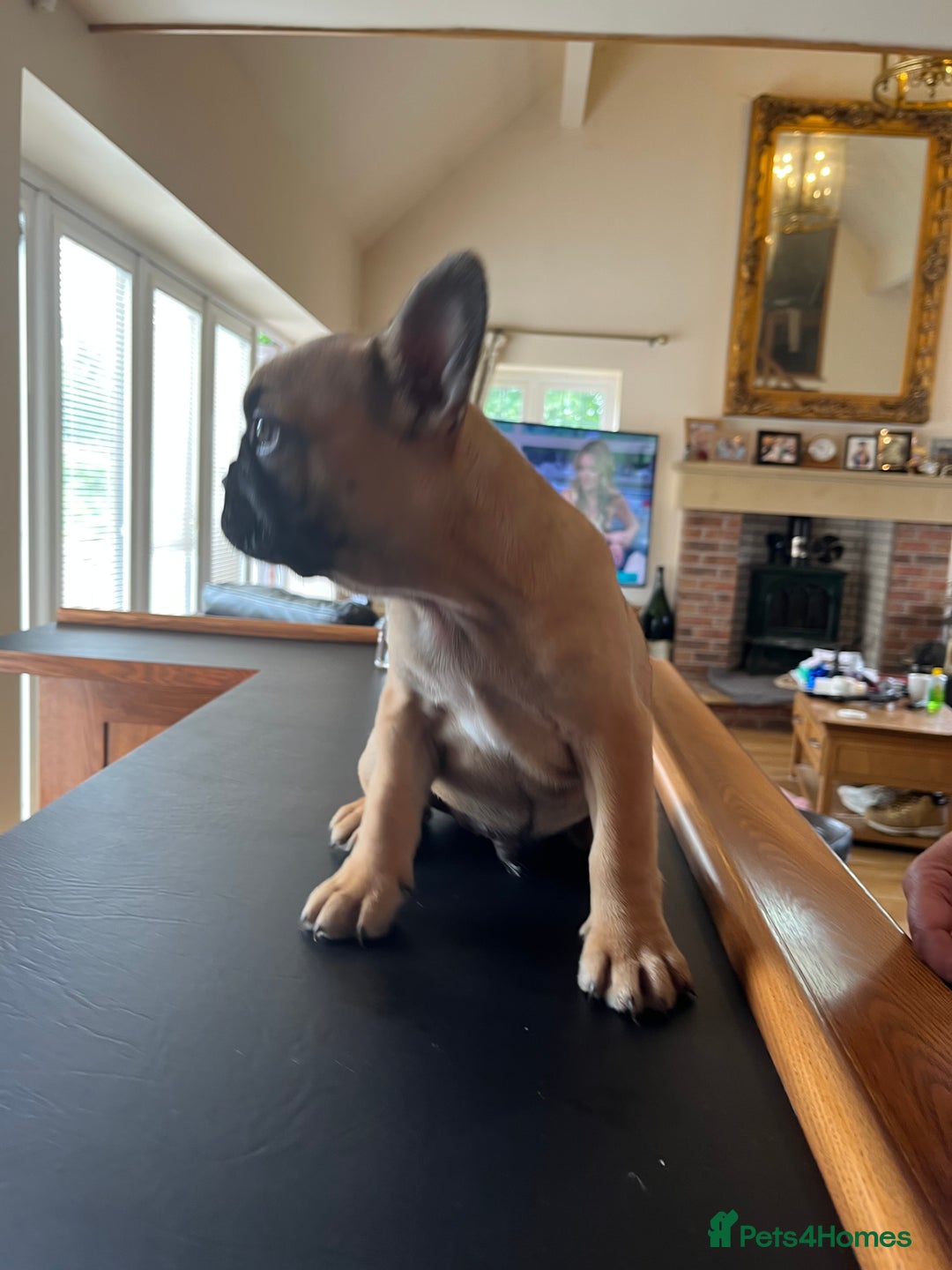 French Bulldog dogs for sale: KC French Bulldog 9 week puppy, fluffy, tan - Image 2