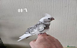 Cockatiels birds for sale: Hand tame cockatiel chicks  - Image 15