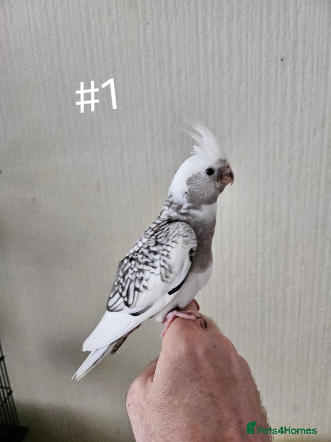 Cockatiels birds for sale: Hand tame cockatiel chicks  - Image 15