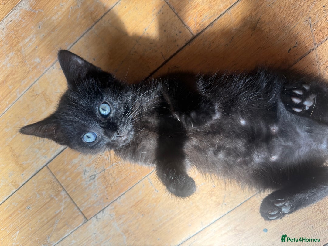 Ragdoll cats for sale: Part Ragdoll Kitten - Image 3