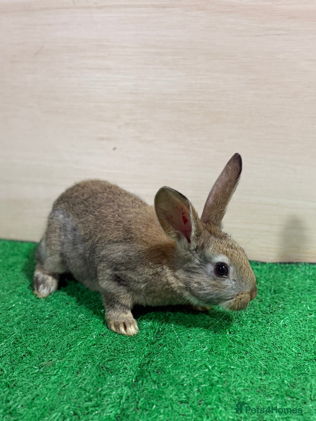 New Zealand rabbits for sale: New Zealand Kits Ready To Leave. Bucks and Does - Advert 3