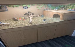 Tortoise reptiles for sale: Russian tortoise (Horsefield) - Image 5