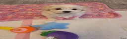 Bichon Frise dogs for sale: Cute little puppies  - Advert 8