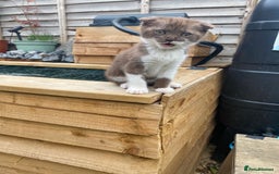 Scottish Fold cats for sale: Scottish fold cross kittens  - Image 14