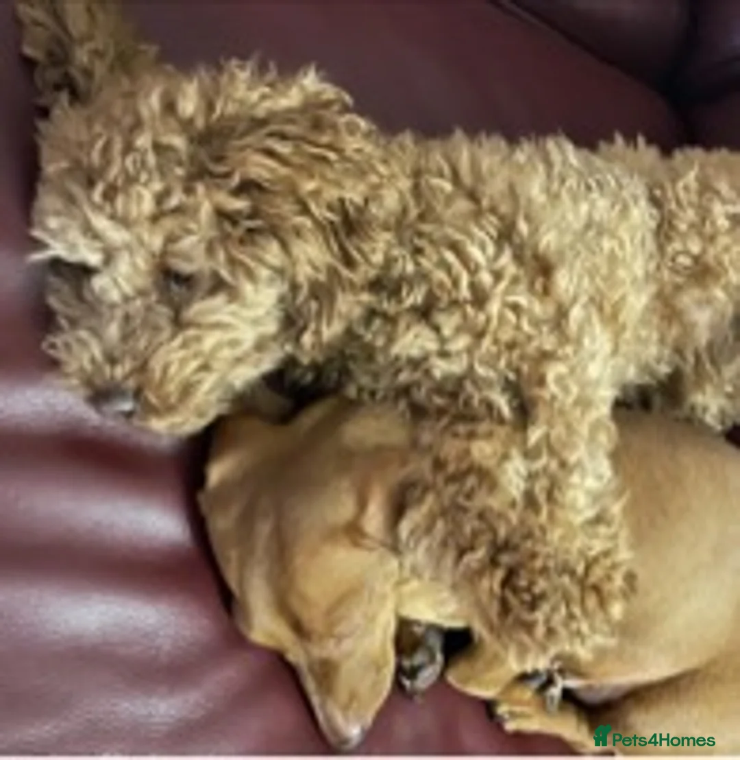 Toy Poodle dogs for stud: RED toy poodle, proven, KC & Health tested STUD - Advert 6