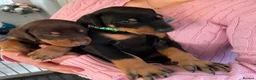 Dobermann dogs for sale: Doberman puppies for sale only 2boys left  - Advert 9