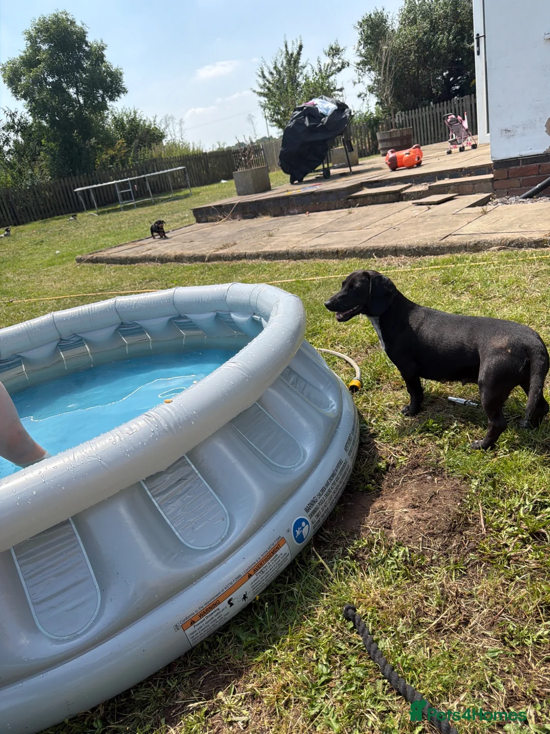 Dachshund dogs for sale: Two beautiful Isabela dachshund b in Rugby - Advert 1