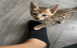 Savannah cats for sale: Beautiful full breed savanna - Image 3