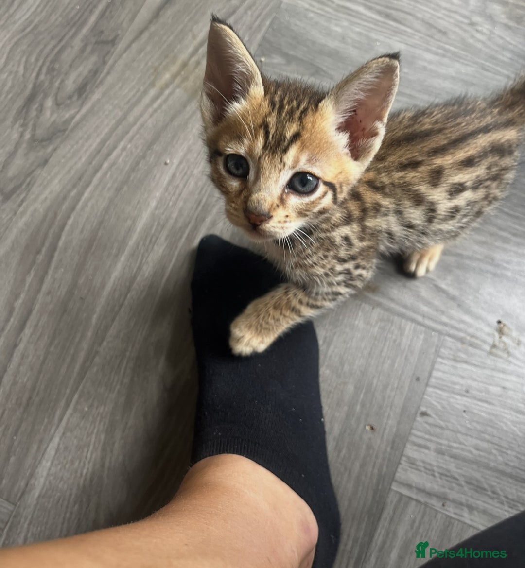Savannah cats for sale: Beautiful full breed savanna - Image 3