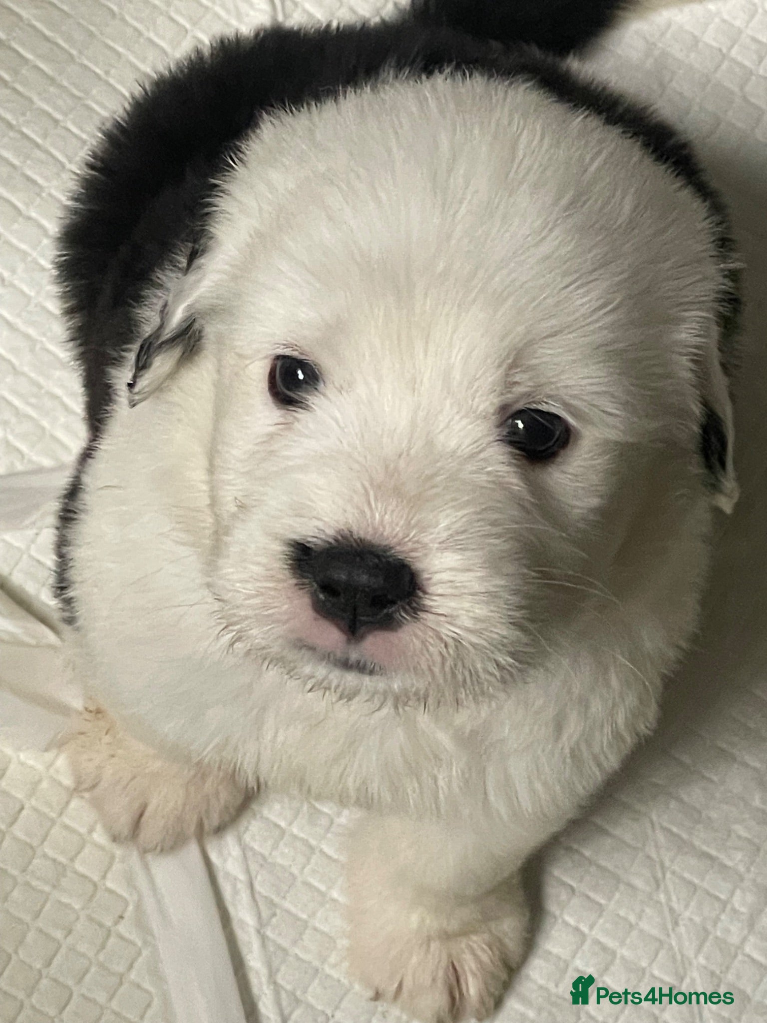 Old English Sheepdog dogs Old English x St Bernard  - Advert 5