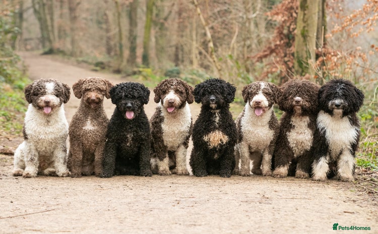 Spanish Water Dog dogs - Advert 1