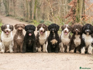 Spanish Water Dog dogs for sale - Advert 1