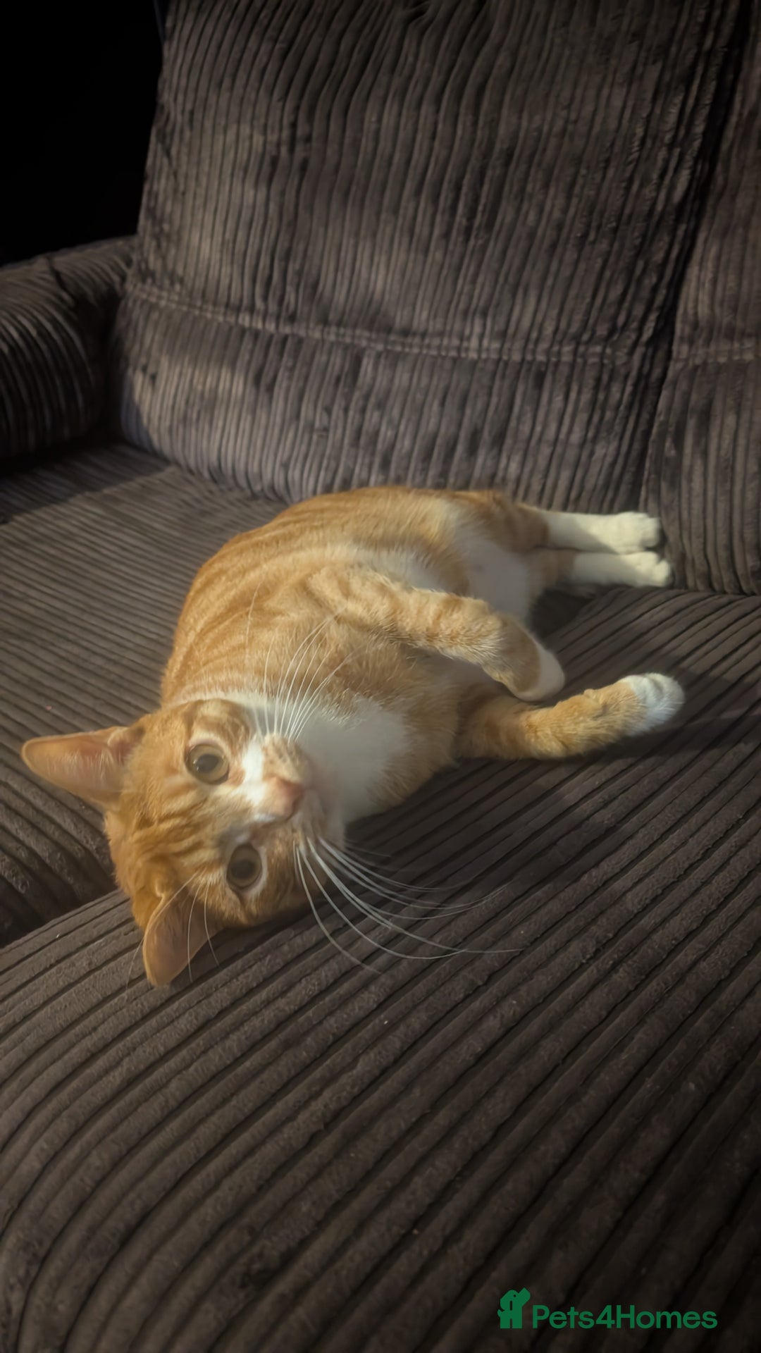 British Shorthair cats for sale: Ginger and white cat  - Image 3