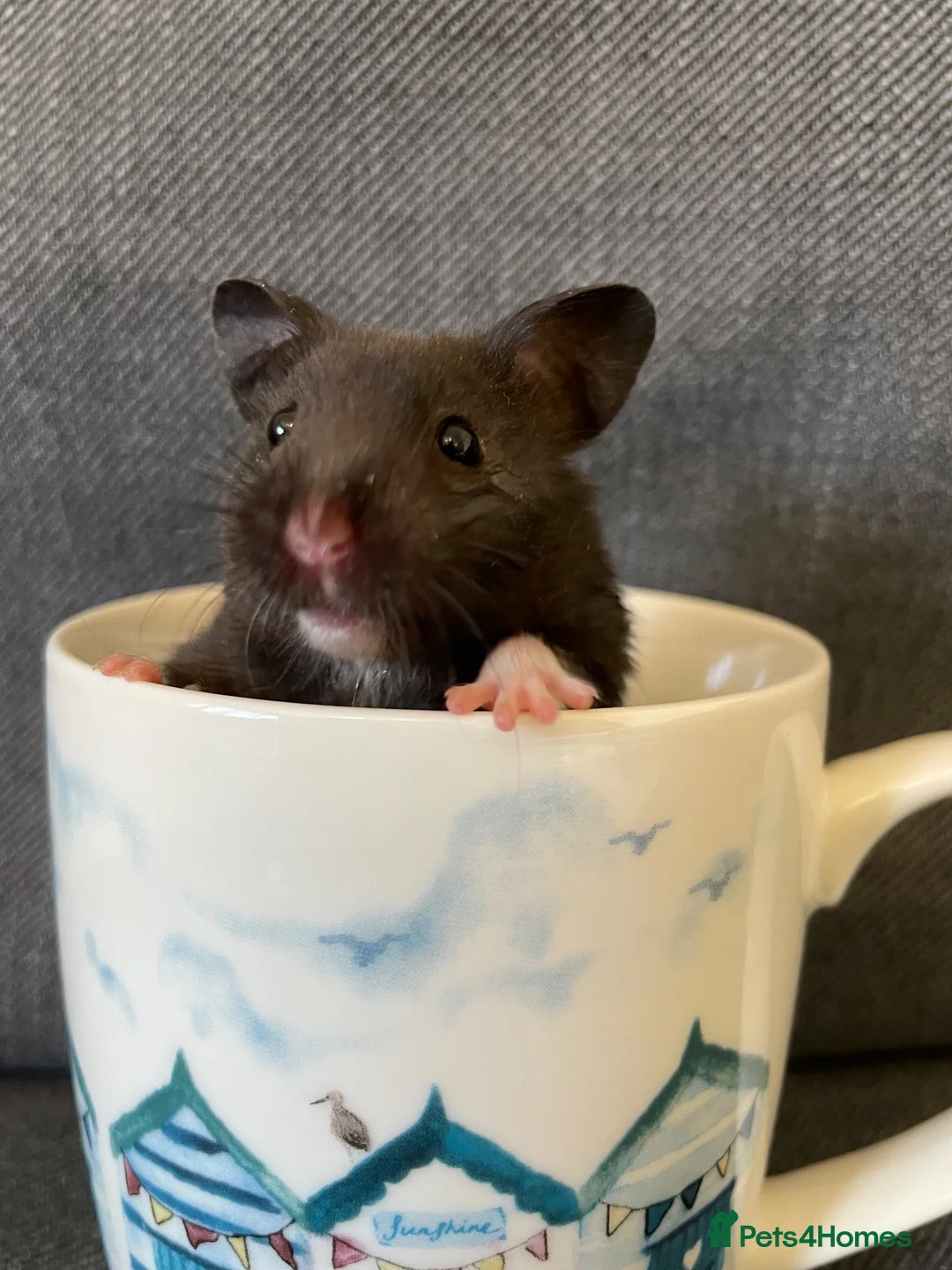Hamster rodents for sale: Beautiful friendly baby Syrian hamsters  - Advert 2