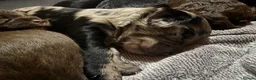 Cavapoochon dogs for sale: Beautiful health tested Cavapoo puppies - Advert 26