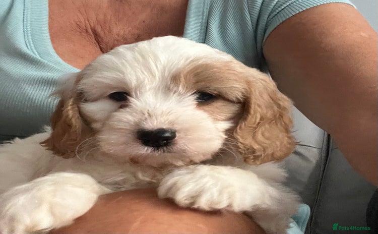 Cavapoo dogs - Advert 1