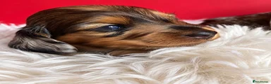 Miniature Dachshund 3