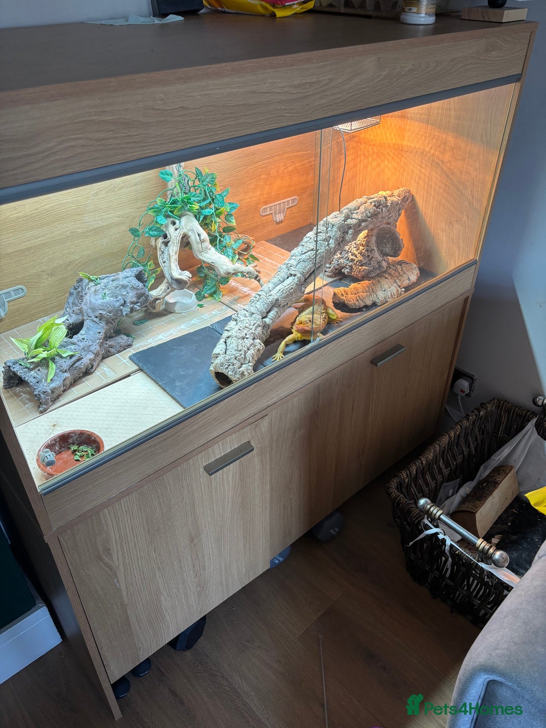 Bearded Dragon reptiles for sale: Translucent leatherback female bearded dragon - Advert 7