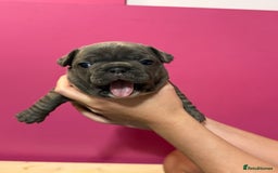 French Bulldog dogs for sale: French Bulldog Puppies – Ready 1st December! 💙 🐾 - Image 5