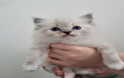 Ragdoll cats for sale: Ragdoll kittens - Image 1