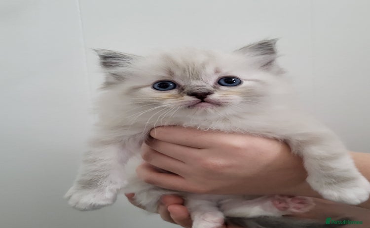 Ragdoll cats - Advert 9