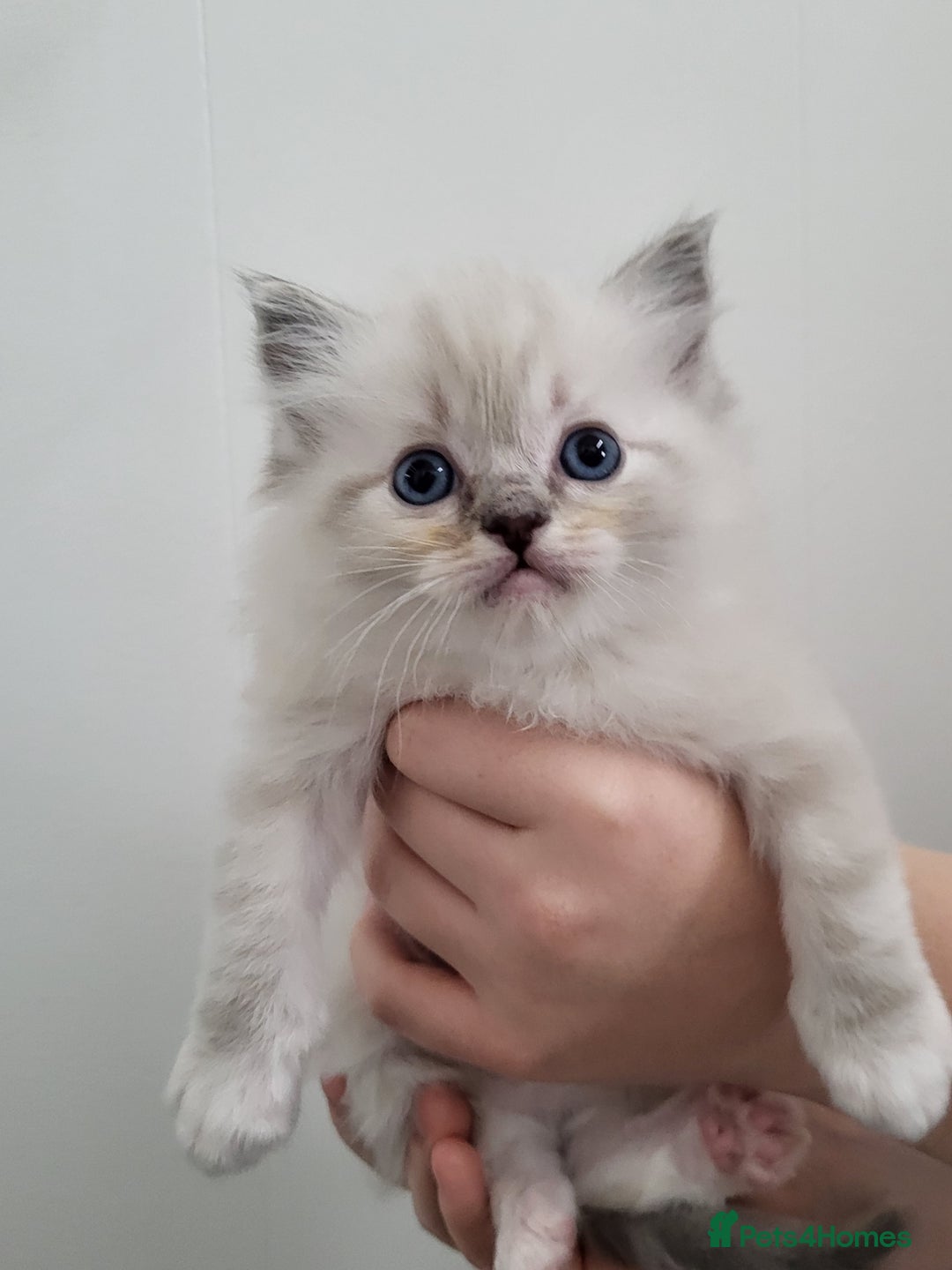 Ragdoll cats for sale: Ragdoll kittens - Image 1