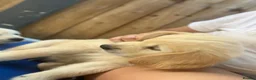 Golden Retriever dogs for sale: Maple & Jasmine beautiful healthy chunky girls  in Doncaster - Advert 8