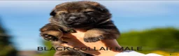 German Shepherd dogs for sale: ** Elite Working GSDs – KC Reg, Health Tested ** - Advert 7