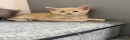 Maine Coon cats for sale: Maincoon kittens 🐱  - Advert 4