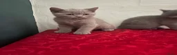 British Shorthair cats for sale: British sorthair - Advert 23