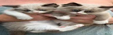 Ragdoll 1