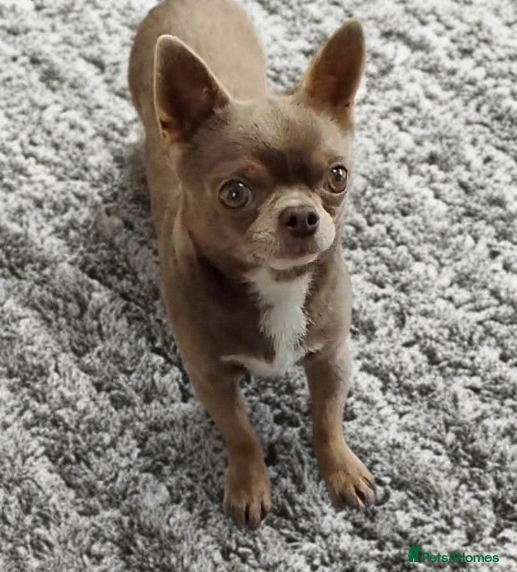 Chihuahua dogs KC reg - Health tested - PROVEN  - Advert 2