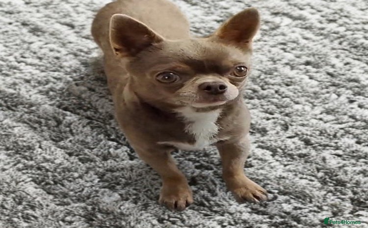 Chihuahua dogs KC reg PROVEN STUD - Health tested clear  - Advert 20