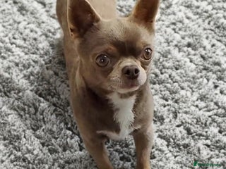 Chihuahua dogs KC reg PROVEN STUD - Health tested clear - Advert 20