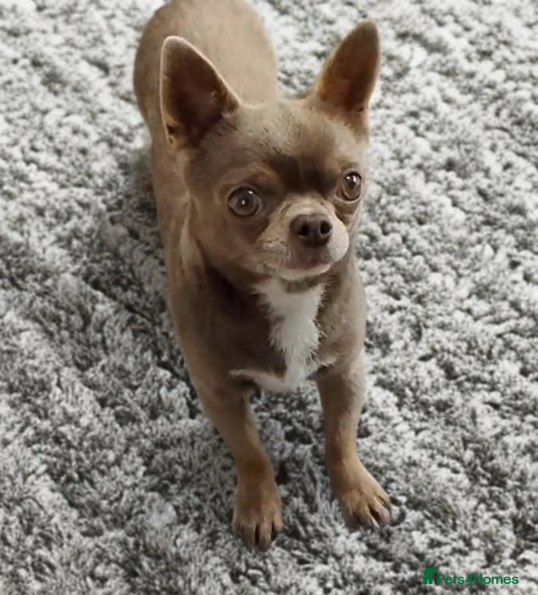 Chihuahua dogs for stud: KC reg-Health tested-PROVEN  - Advert 9